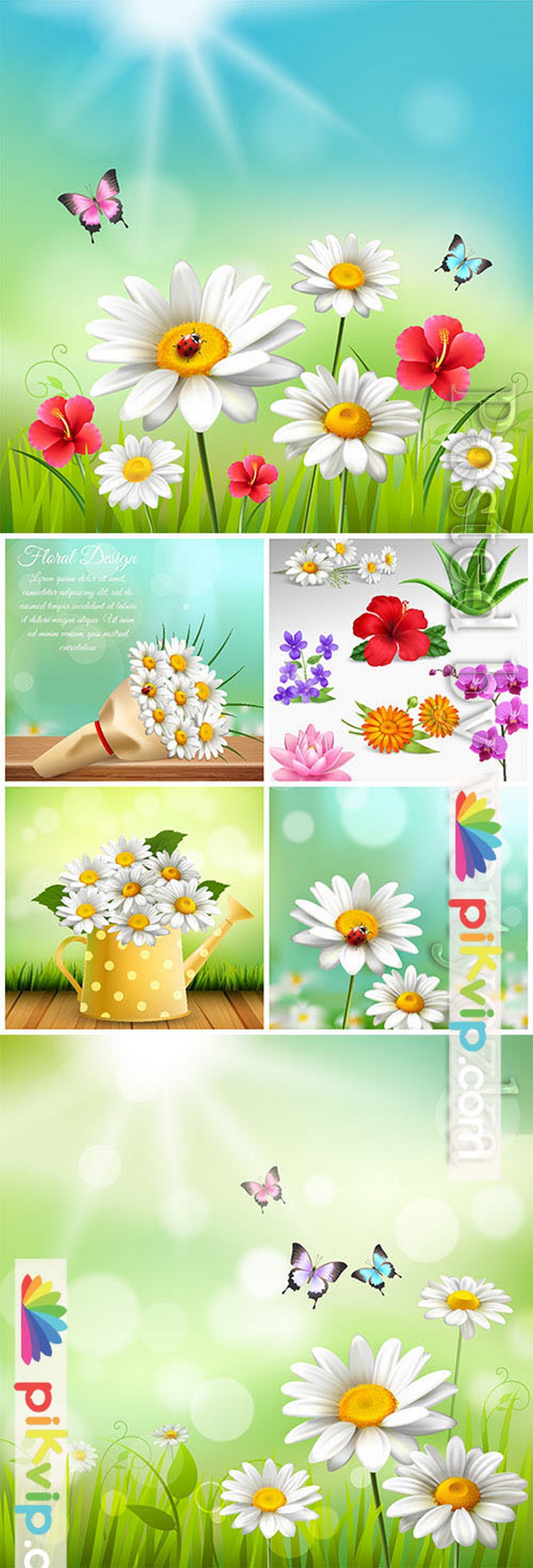 Beautiful flowers chamomile in vector