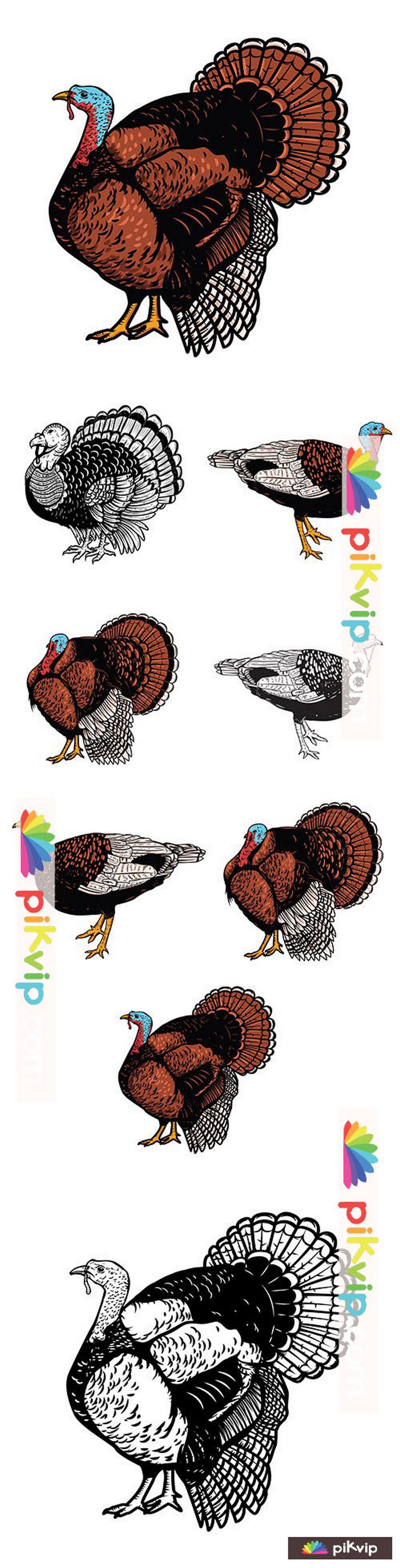Thanksgiving illustration turkey on white background illustration